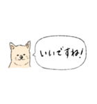 柴犬の業務連絡（個別スタンプ：21）