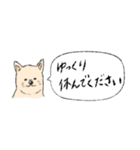 柴犬の業務連絡（個別スタンプ：24）