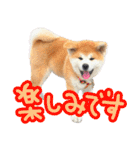 秋田犬の太郎2（個別スタンプ：1）