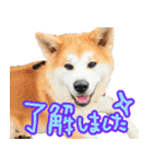 秋田犬の太郎2（個別スタンプ：2）