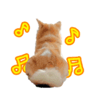 秋田犬の太郎2（個別スタンプ：3）