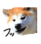 秋田犬の太郎2（個別スタンプ：4）