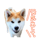 秋田犬の太郎2（個別スタンプ：5）