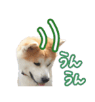 秋田犬の太郎2（個別スタンプ：6）