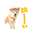 秋田犬の太郎2（個別スタンプ：8）
