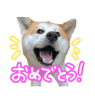 秋田犬の太郎2（個別スタンプ：9）