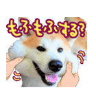 秋田犬の太郎2（個別スタンプ：12）