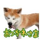 秋田犬の太郎2（個別スタンプ：13）