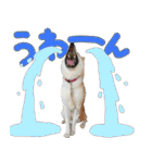 秋田犬の太郎2（個別スタンプ：14）