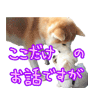 秋田犬の太郎2（個別スタンプ：15）