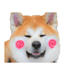 秋田犬の太郎2（個別スタンプ：16）