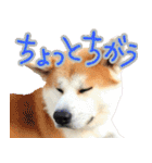 秋田犬の太郎2（個別スタンプ：17）