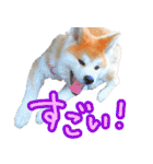 秋田犬の太郎2（個別スタンプ：18）
