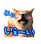 秋田犬の太郎2（個別スタンプ：19）