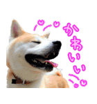 秋田犬の太郎2（個別スタンプ：20）