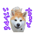 秋田犬の太郎2（個別スタンプ：21）