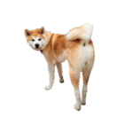 秋田犬の太郎2（個別スタンプ：22）