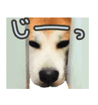 秋田犬の太郎2（個別スタンプ：23）