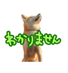 秋田犬の太郎2（個別スタンプ：24）