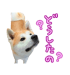 秋田犬の太郎2（個別スタンプ：26）