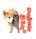 秋田犬の太郎2（個別スタンプ：28）