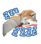 秋田犬の太郎2（個別スタンプ：29）
