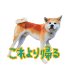 秋田犬の太郎2（個別スタンプ：30）