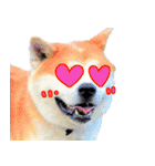 秋田犬の太郎2（個別スタンプ：31）