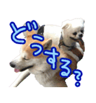 秋田犬の太郎2（個別スタンプ：32）
