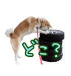 秋田犬の太郎2（個別スタンプ：35）