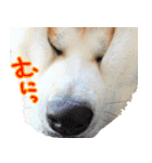 秋田犬の太郎2（個別スタンプ：36）