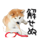秋田犬の太郎2（個別スタンプ：37）
