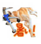 秋田犬の太郎2（個別スタンプ：38）