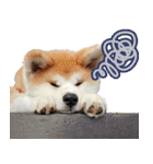秋田犬の太郎2（個別スタンプ：39）