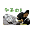 犬と猫のつぶやき2（個別スタンプ：2）