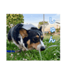 犬と猫のつぶやき2（個別スタンプ：4）