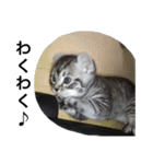 犬と猫のつぶやき2（個別スタンプ：9）