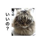 犬と猫のつぶやき2（個別スタンプ：12）