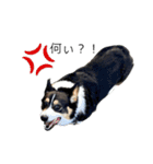 犬と猫のつぶやき2（個別スタンプ：13）