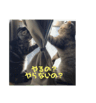 犬と猫のつぶやき2（個別スタンプ：16）