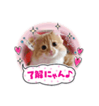 むぎ＆がんちゃん仔猫スタンプ（個別スタンプ：6）