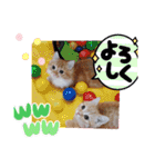 むぎ＆がんちゃん仔猫スタンプ（個別スタンプ：12）