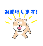 忠犬シバスケ5 あつい夏編（個別スタンプ：12）