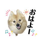 デカ文字①！ポメラニアン達と黒猫さん（個別スタンプ：2）