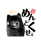 デカ文字①！ポメラニアン達と黒猫さん（個別スタンプ：3）