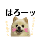 デカ文字①！ポメラニアン達と黒猫さん（個別スタンプ：4）