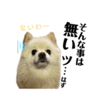 デカ文字①！ポメラニアン達と黒猫さん（個別スタンプ：6）
