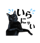 デカ文字①！ポメラニアン達と黒猫さん（個別スタンプ：7）