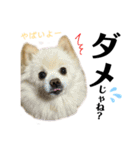 デカ文字①！ポメラニアン達と黒猫さん（個別スタンプ：9）
