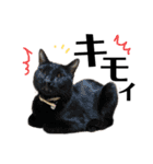 デカ文字①！ポメラニアン達と黒猫さん（個別スタンプ：10）
